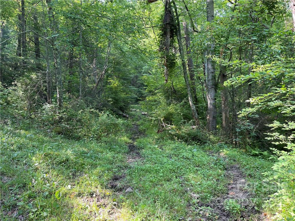 624 James Chapel Road Clyde, NC 28721 - Photo 35 of 46 a view of a lush green forest