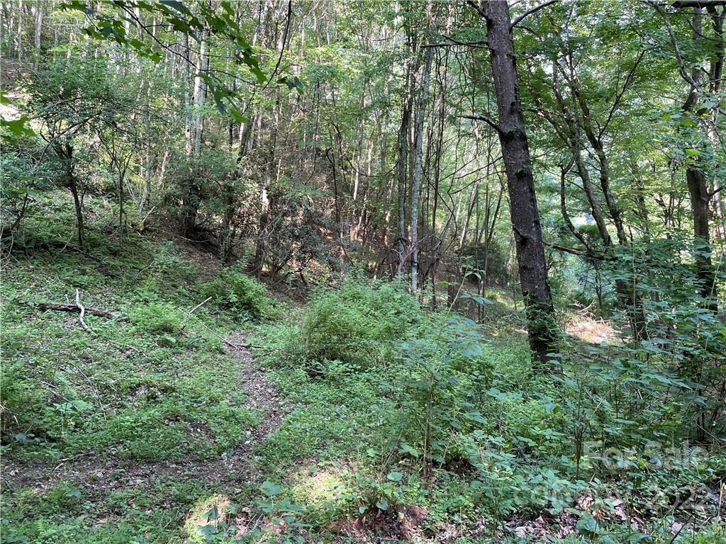 624 James Chapel Road Clyde, NC 28721 - Photo 42 of 46 a view of a lush green forest
