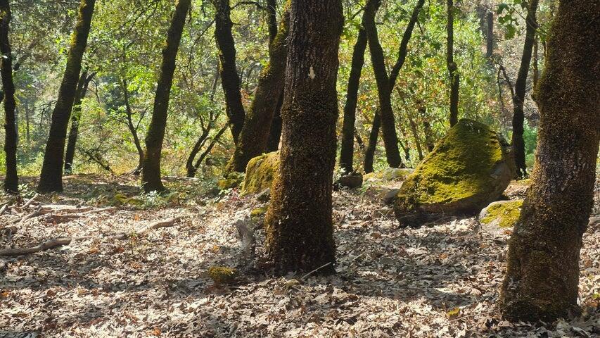 0 Statton Acres Road Lakehead, CA 96051 - Photo 11 of 31 a view of a yard with large trees