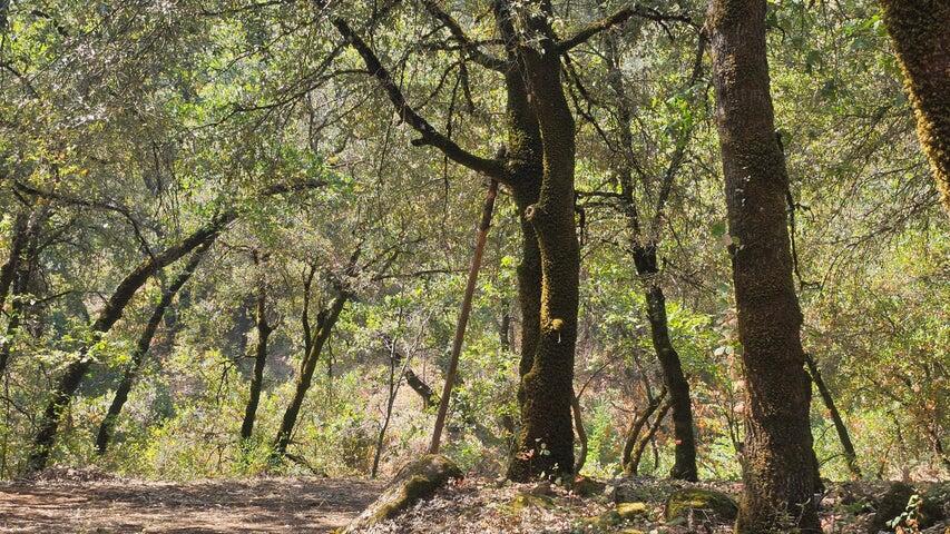 0 Statton Acres Road Lakehead, CA 96051 - Photo 12 of 31 a view of trees
