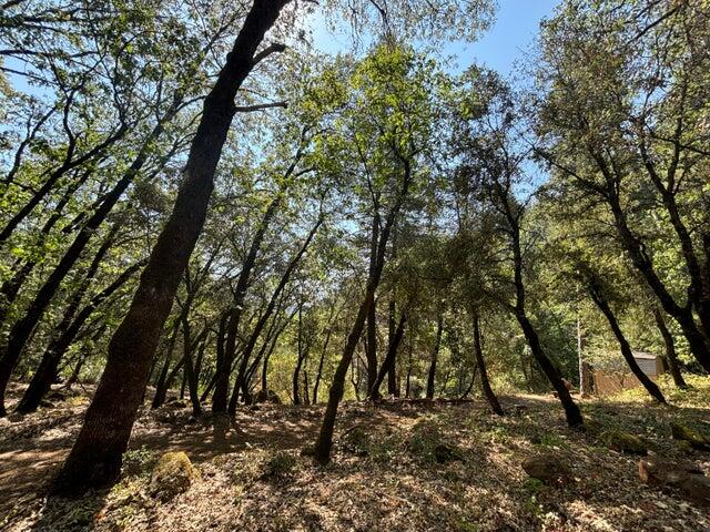 0 Statton Acres Road Lakehead, CA 96051 - Photo 29 of 31 a view of a forest