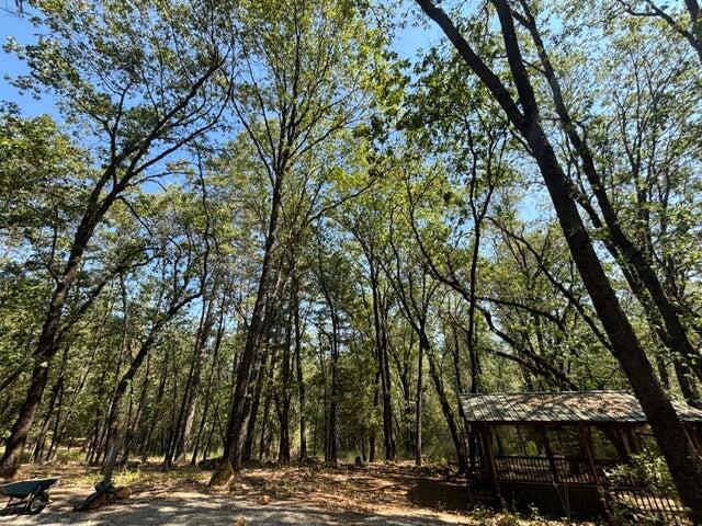 0 Statton Acres Road Lakehead, CA 96051 - Photo 30 of 31 a view of a yard with plants and trees