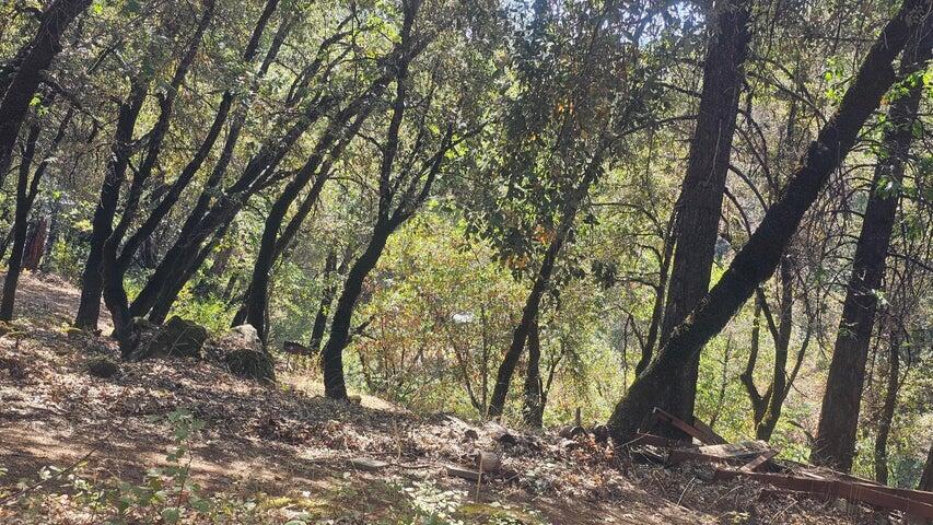0 Statton Acres Road Lakehead, CA 96051 - Photo 7 of 31 a view of tree