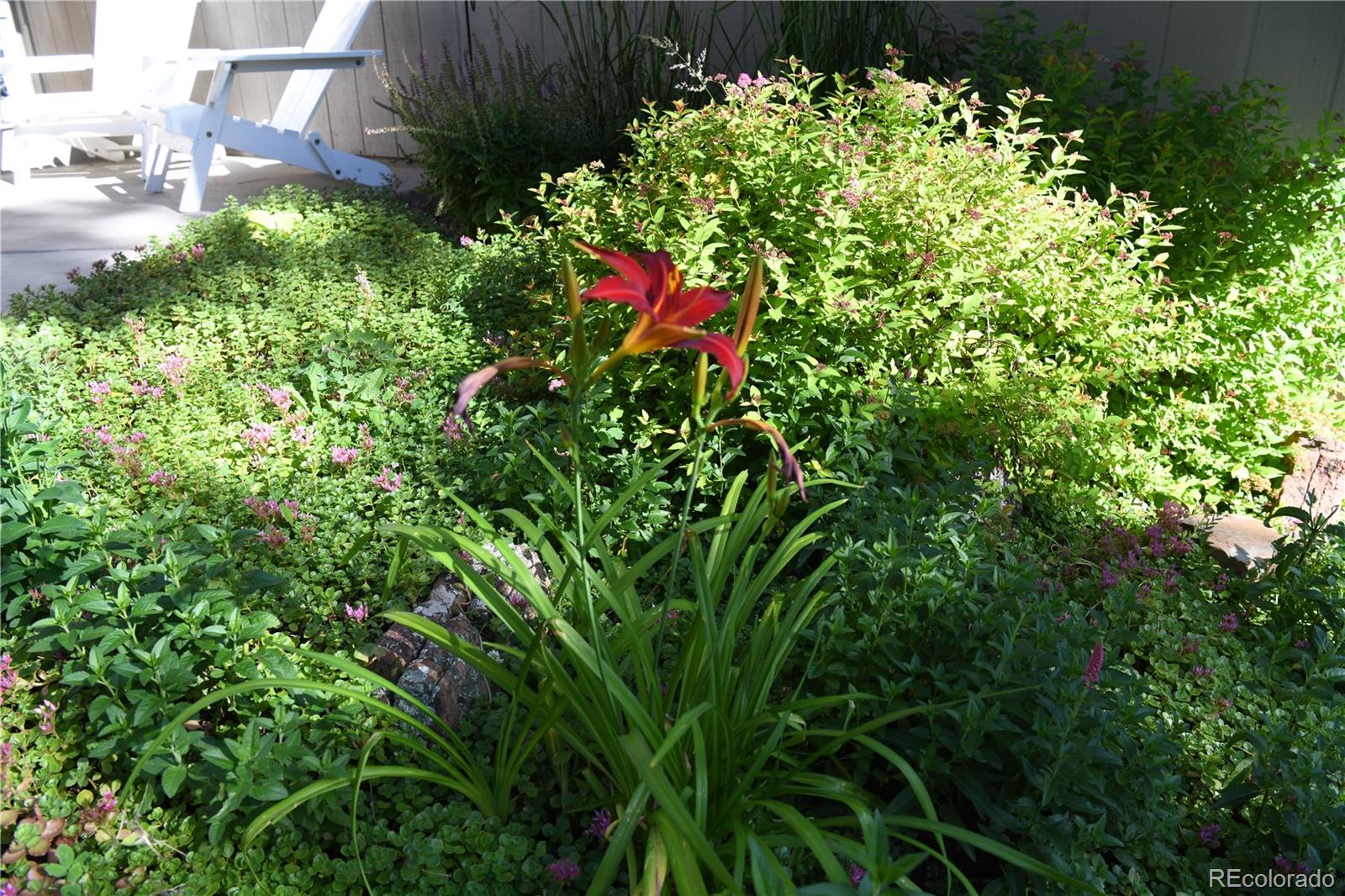 4039 Histead Way Evergreen, CO 80439 - Photo 5 of 48 a plant view