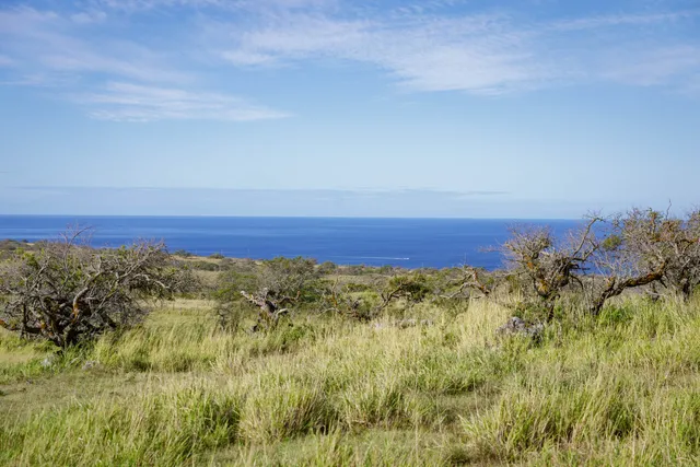 a view of a lush green space with sea
