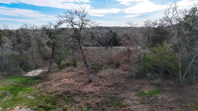 a view of a forest with trees in the background