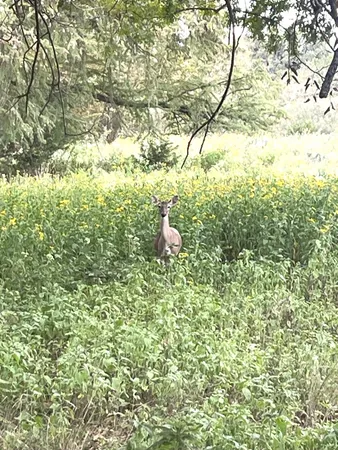 $345,000 | 143 Taff Place, Leakey, TX 78873