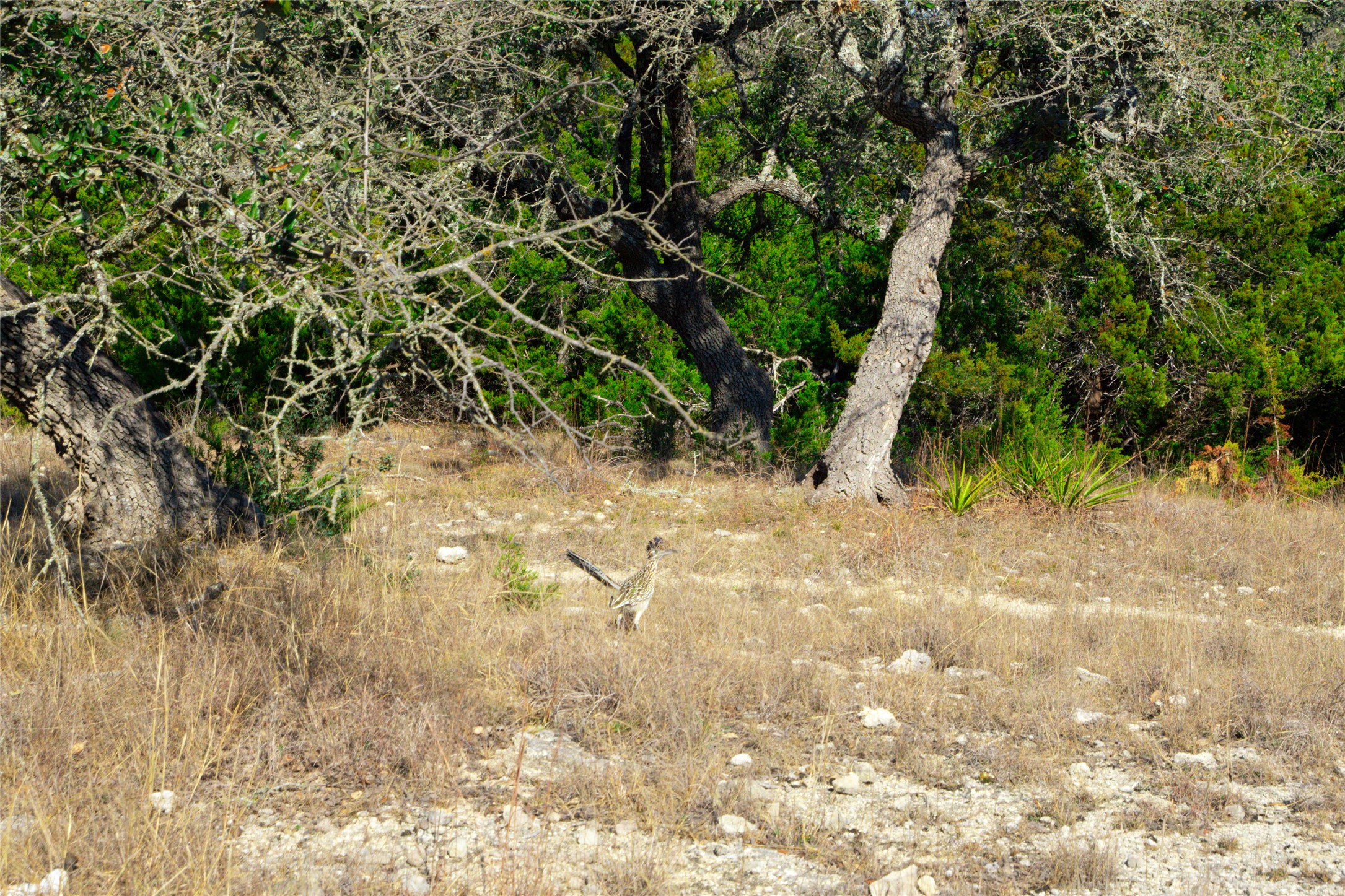 101 Mystic Overlook Road Dripping Springs, TX 78620 - Photo 4 of 27
