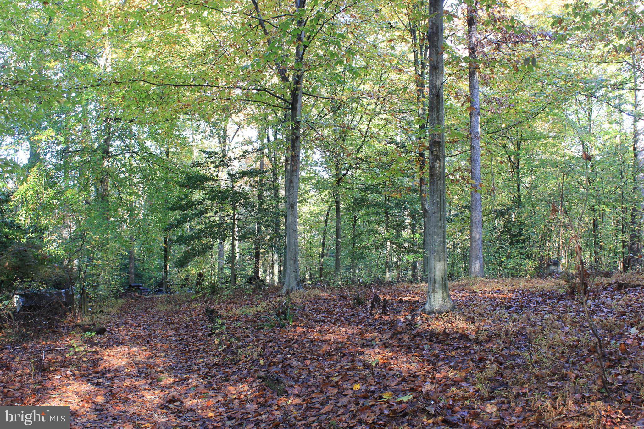 5510 Stephen Reid Road Huntingtown, MD 20639 - Photo 37 of 59 a view of a forest that has large trees