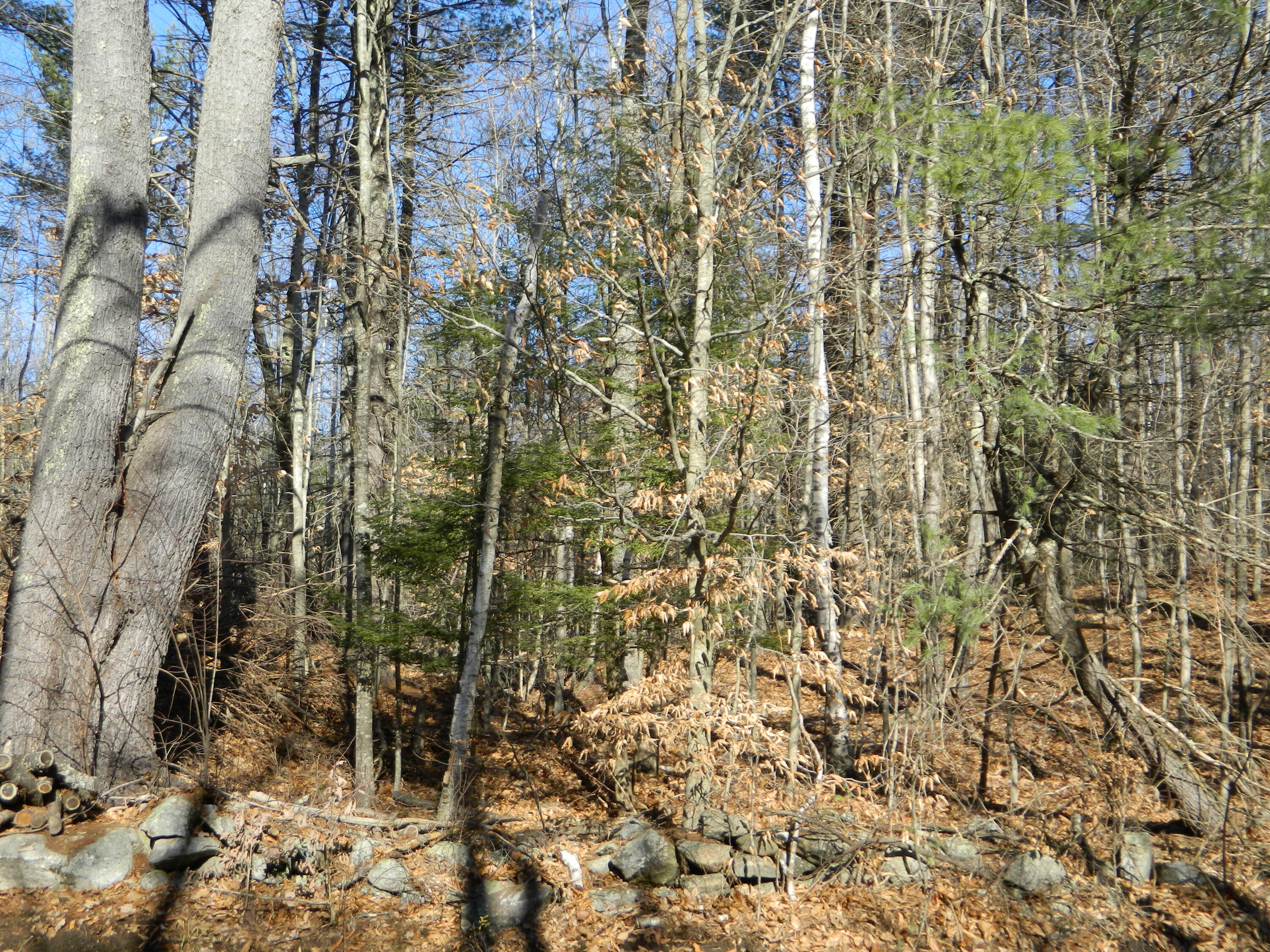 Lot #60 Middle Road Waterboro, ME 04087 - Photo 2 of 6 DSCN9125