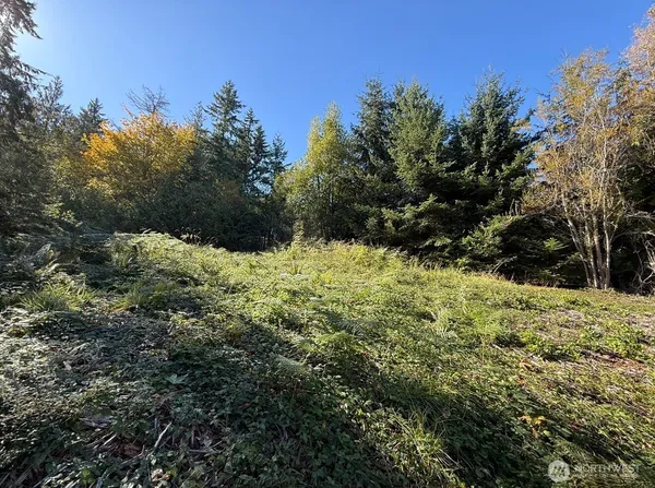 a view of a yard with a tree