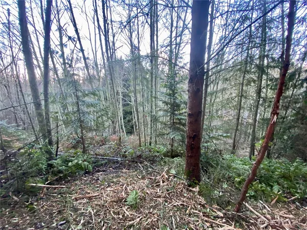 a view of a forest with trees