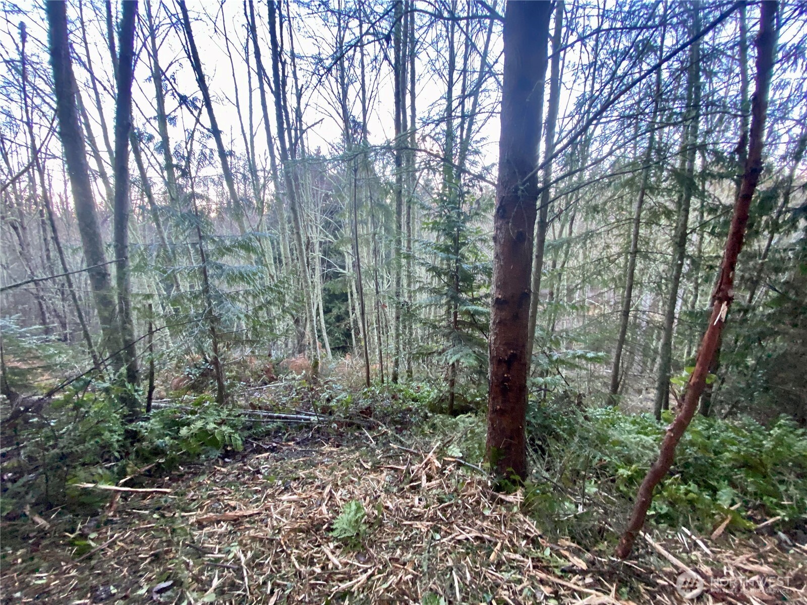0 Chelsamish Drive Sequim, WA 98382 - Photo 11 of 24 a view of a forest with trees