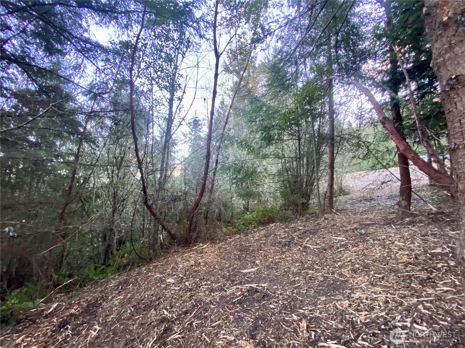 0 Chelsamish Drive Sequim, WA 98382 - Photo 13 of 24 a view of a forest with trees in the background