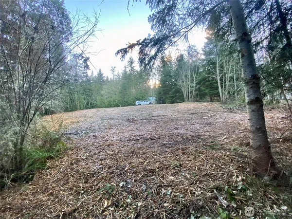 a view of a yard with large trees