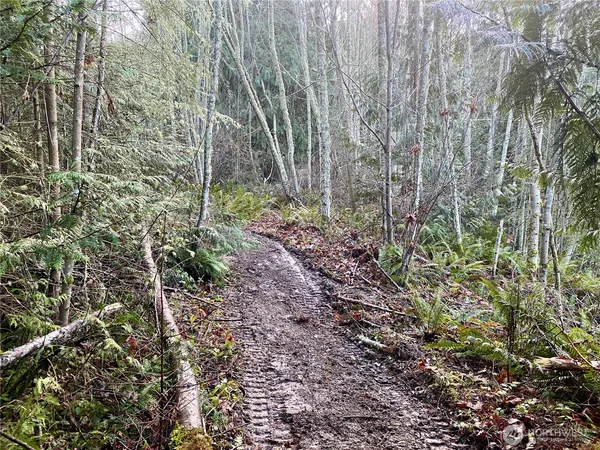 a view of a yard with large trees