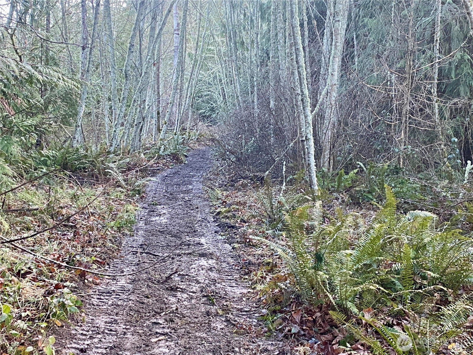 0 Chelsamish Drive Sequim, WA 98382 - Photo 19 of 24 a big yard with lots of green space