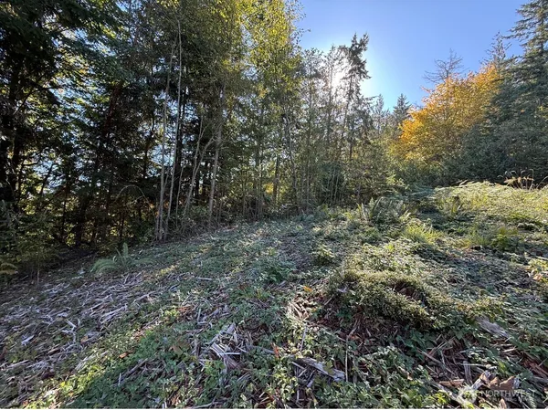a view of a forest with trees in the background