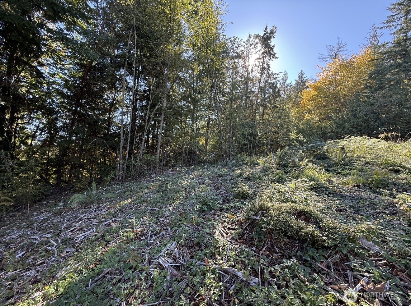 0 Chelsamish Drive Sequim, WA 98382 - Photo 22 of 24 a view of a forest with trees in the background