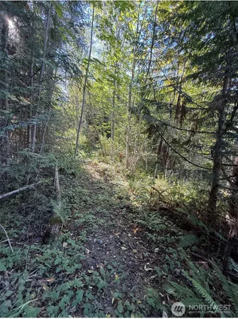 a view of a forest filled with trees