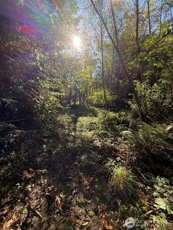 a view of a forest with lots of trees