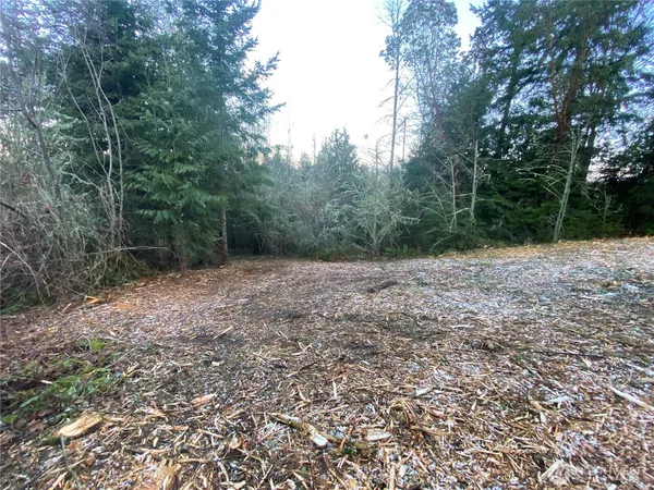 a view of a forest with trees in the background