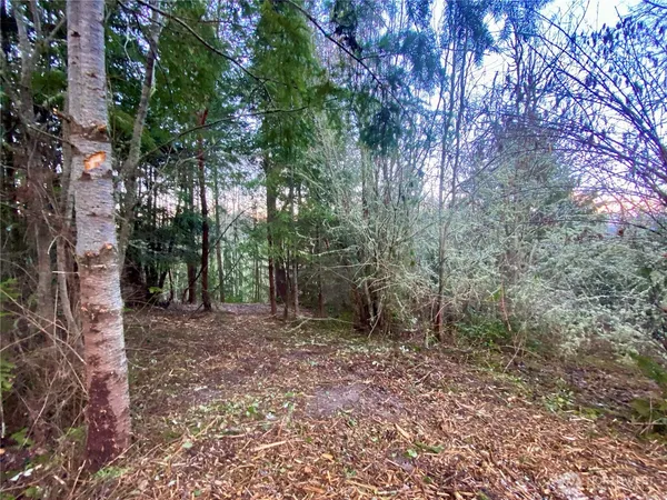 a view of a forest filled with trees