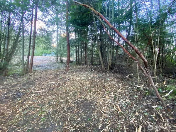 a view of a forest with trees