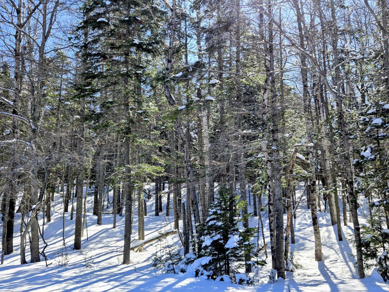 Lot 1 Main Street Sandy River Plt, ME 04970 - Photo 11 of 27 20260325_112410~2_result