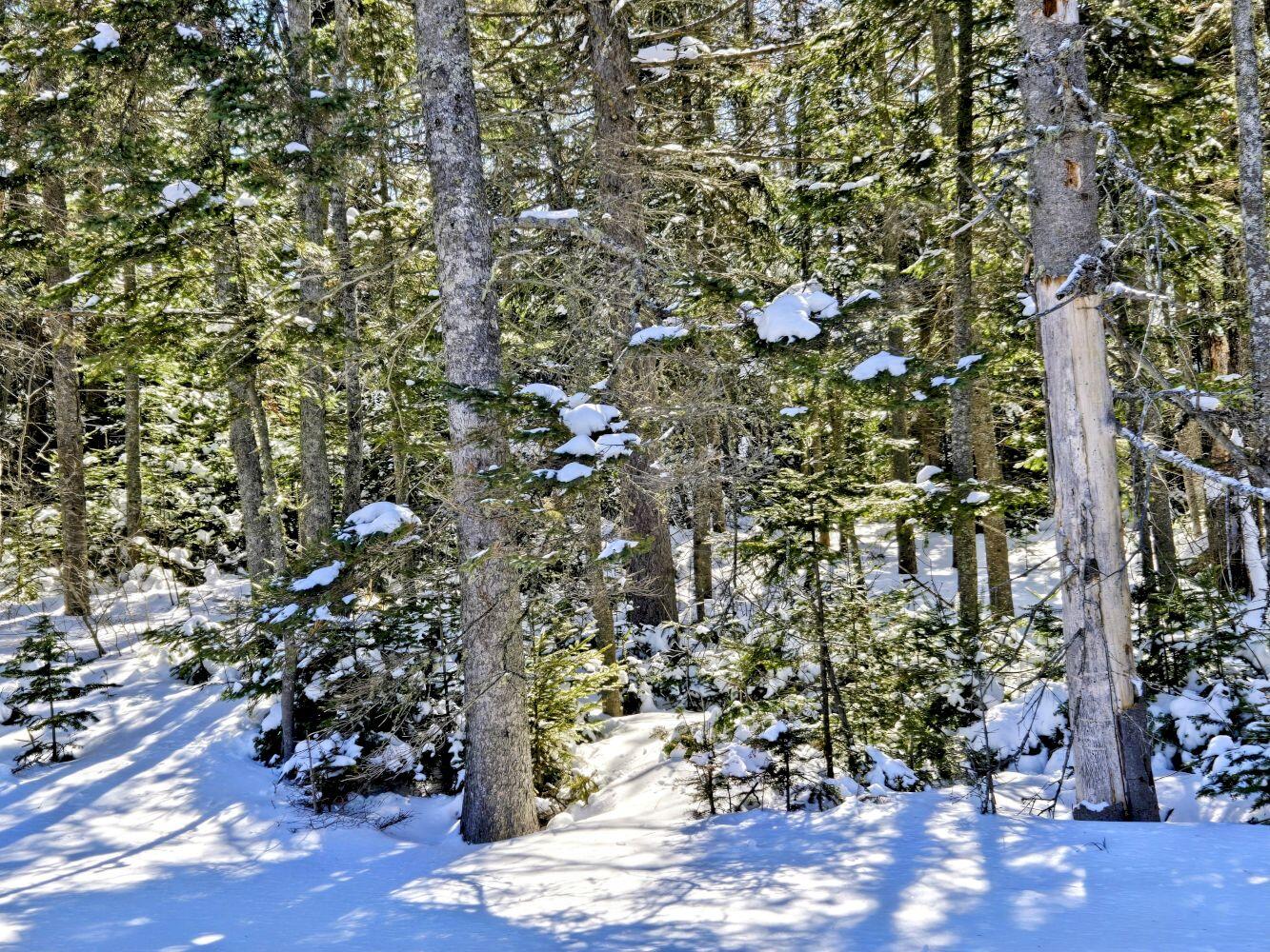 Lot 1 Main Street Sandy River Plt, ME 04970 - Photo 26 of 27 20260325_114217~2_result