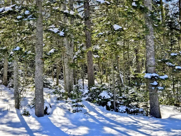 $435,000 | Lot 1 Main Street, Sandy River Plt, ME 04970