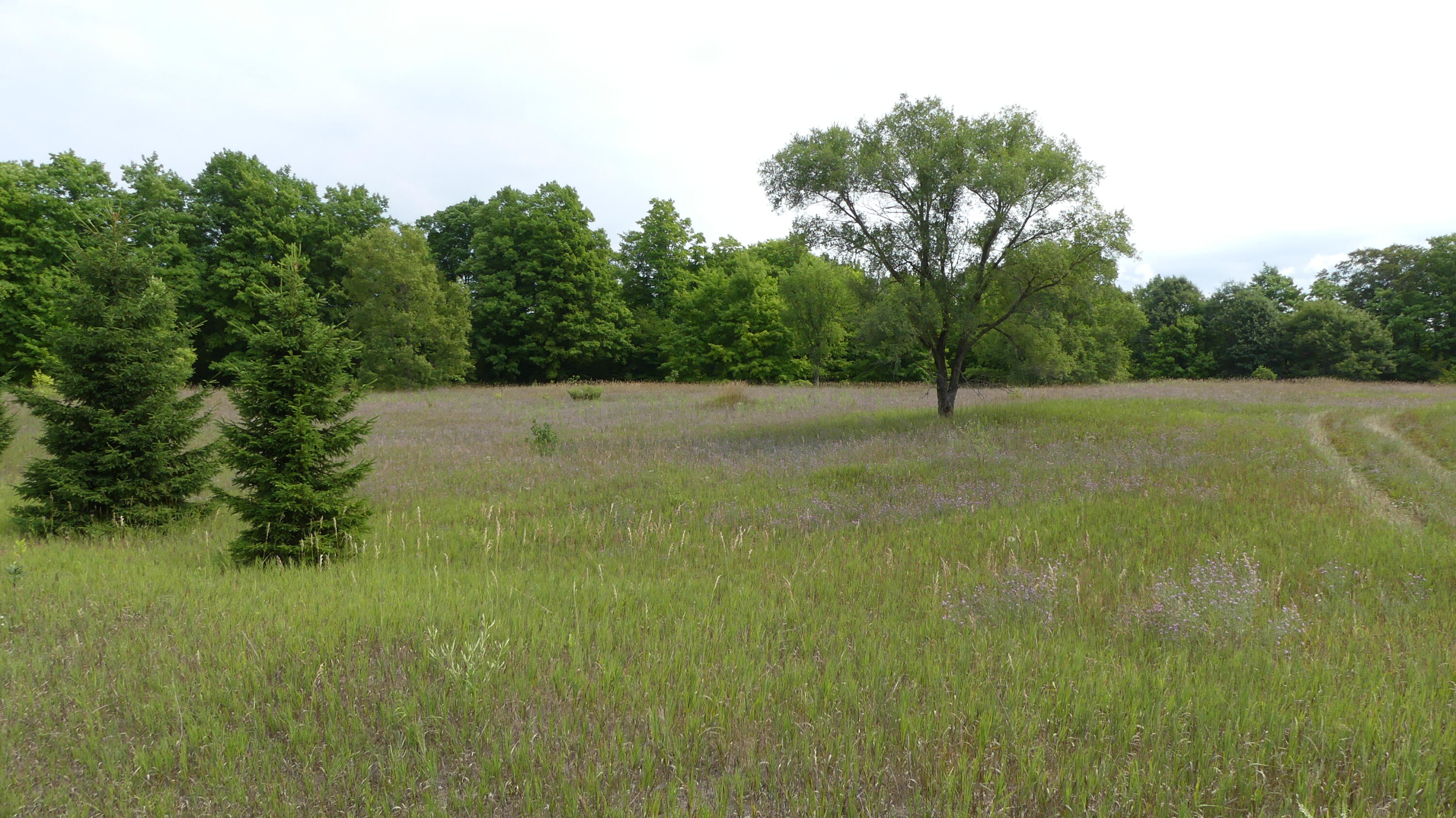 12017 Marilla Road Copemish, MI 49625 - Photo 15 of 43 P1050937