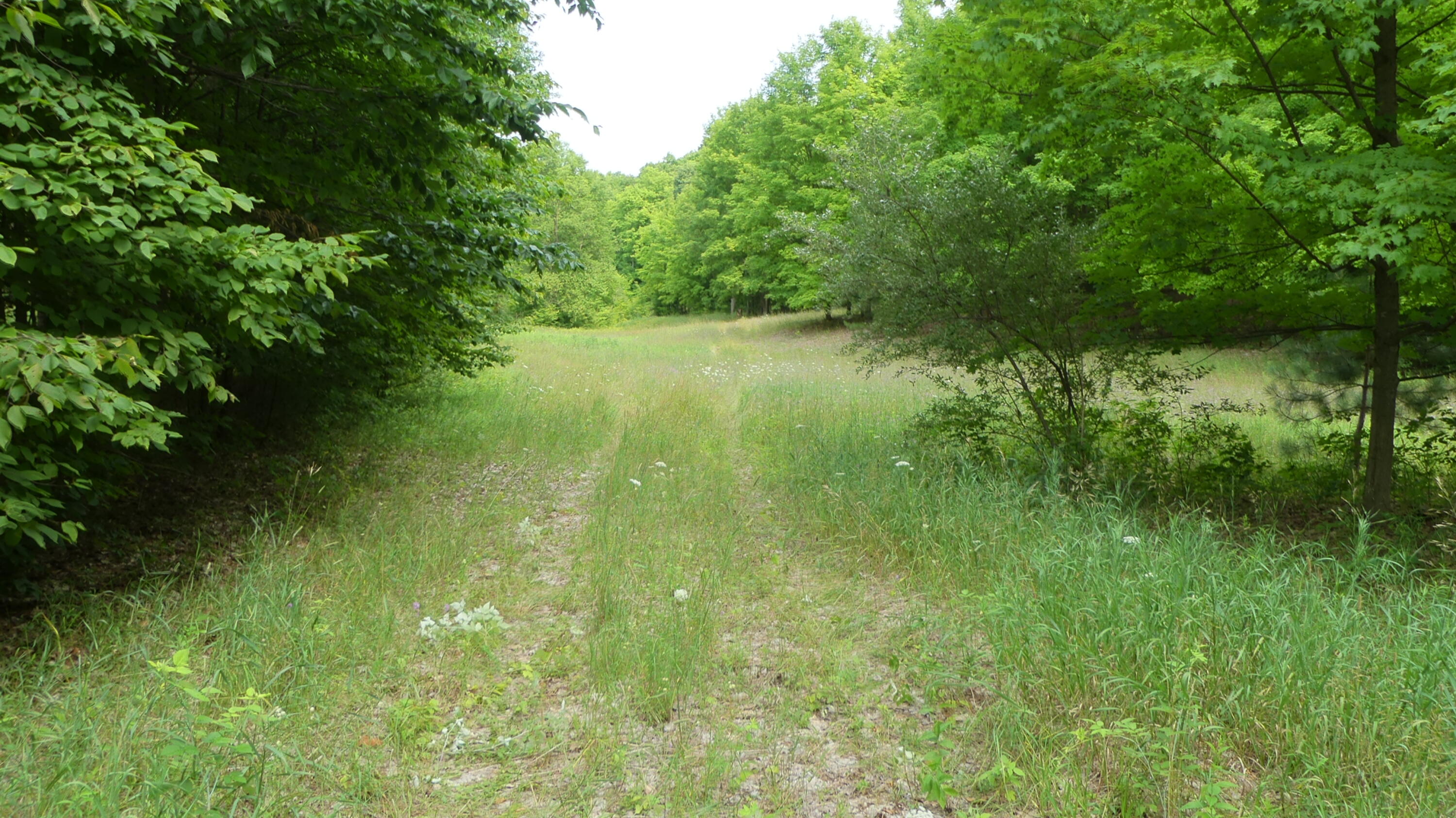 12017 Marilla Road Copemish, MI 49625 - Photo 16 of 43 P1050942