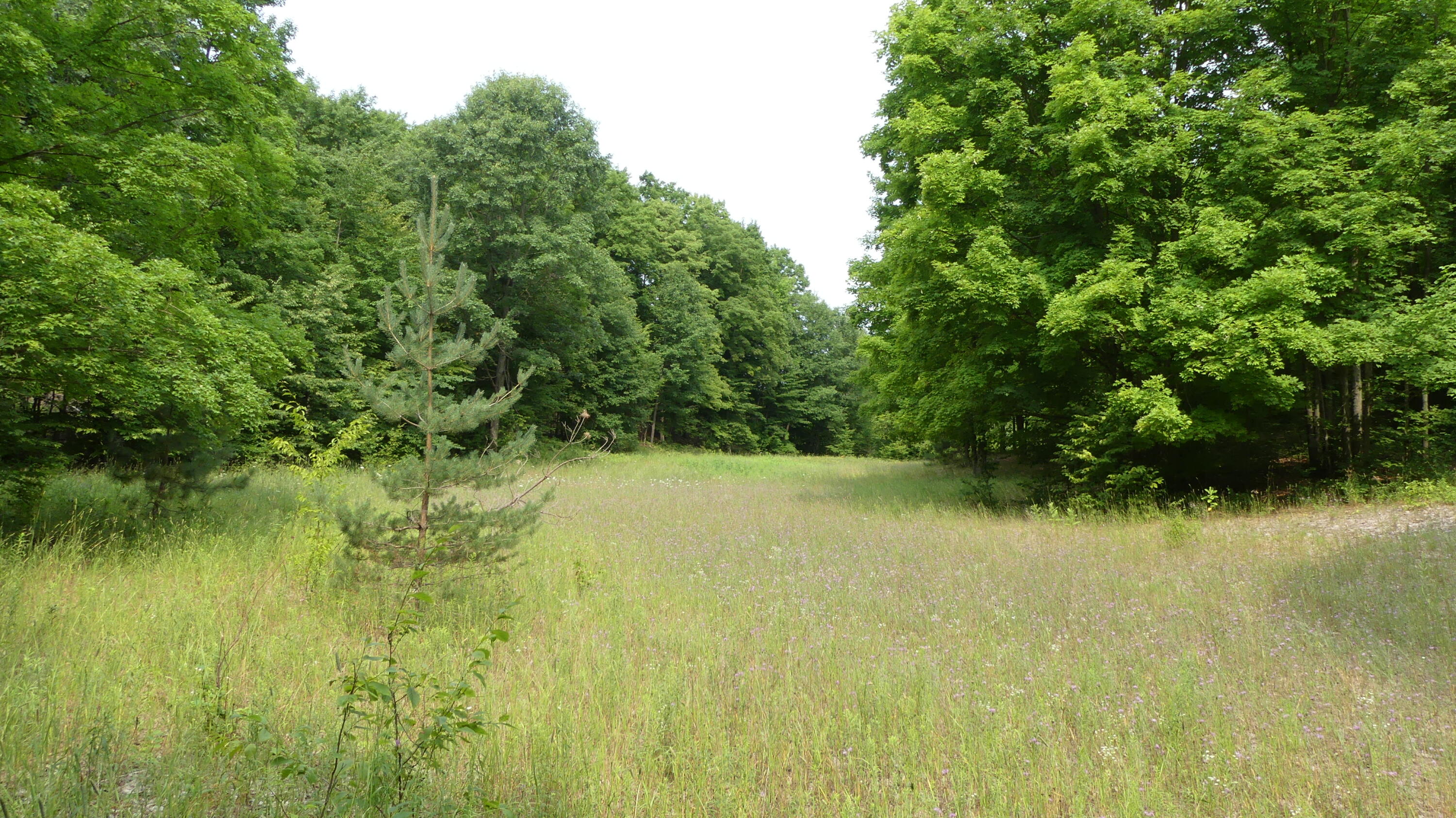 12017 Marilla Road Copemish, MI 49625 - Photo 17 of 43 P1050949