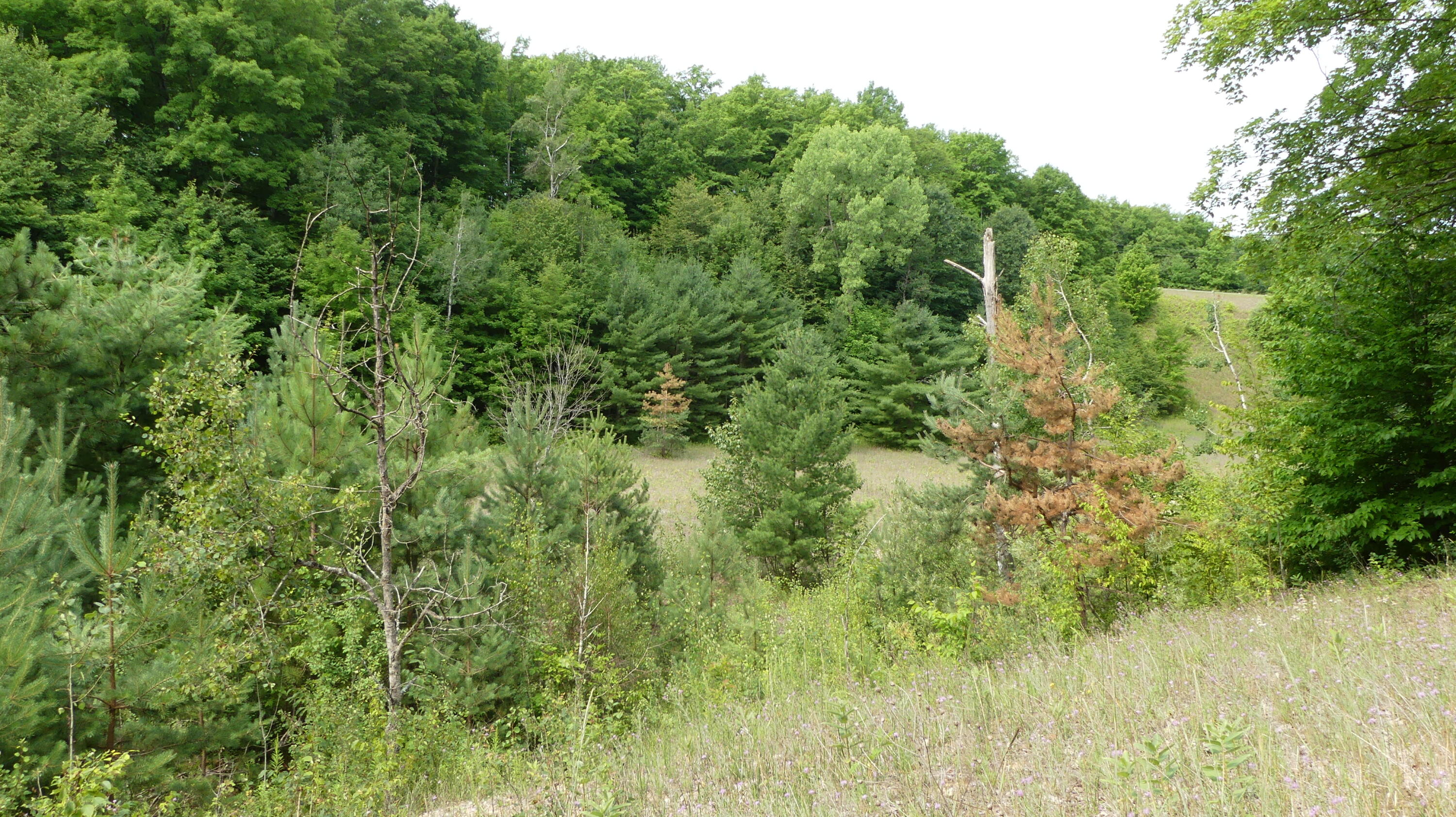 12017 Marilla Road Copemish, MI 49625 - Photo 18 of 43 P1050952