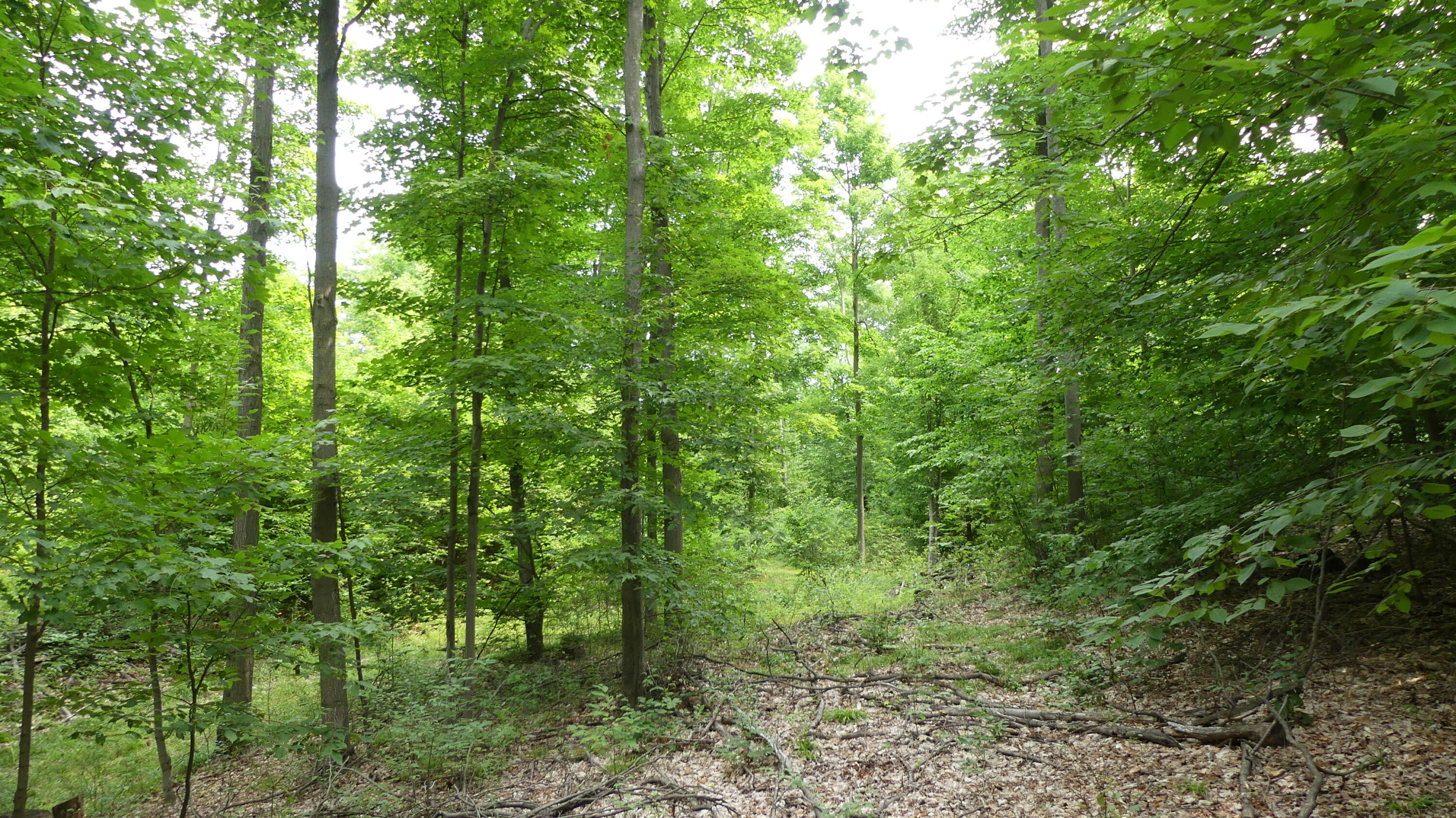 12017 Marilla Road Copemish, MI 49625 - Photo 21 of 43 P1050962