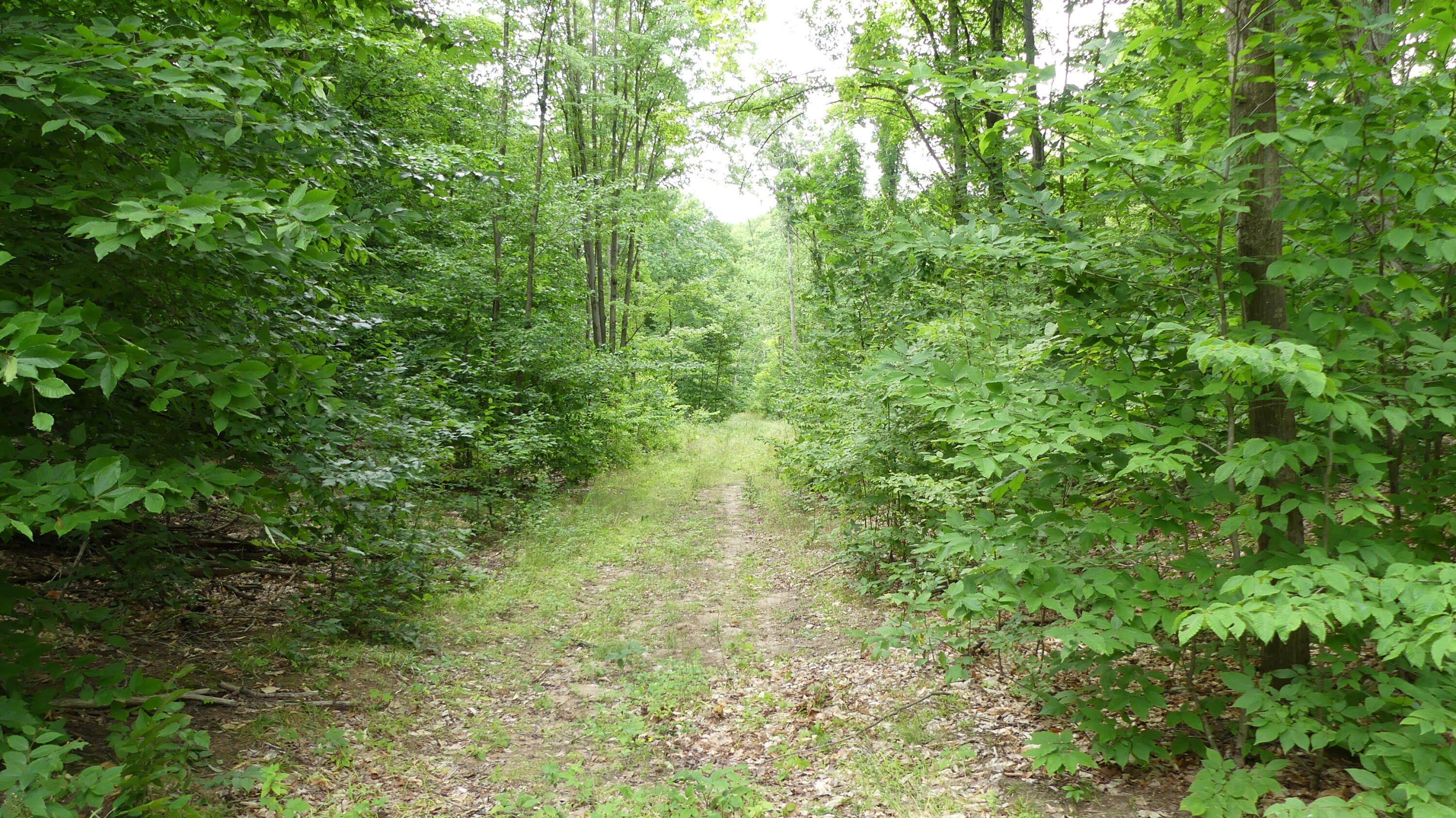 12017 Marilla Road Copemish, MI 49625 - Photo 22 of 43 P1050964