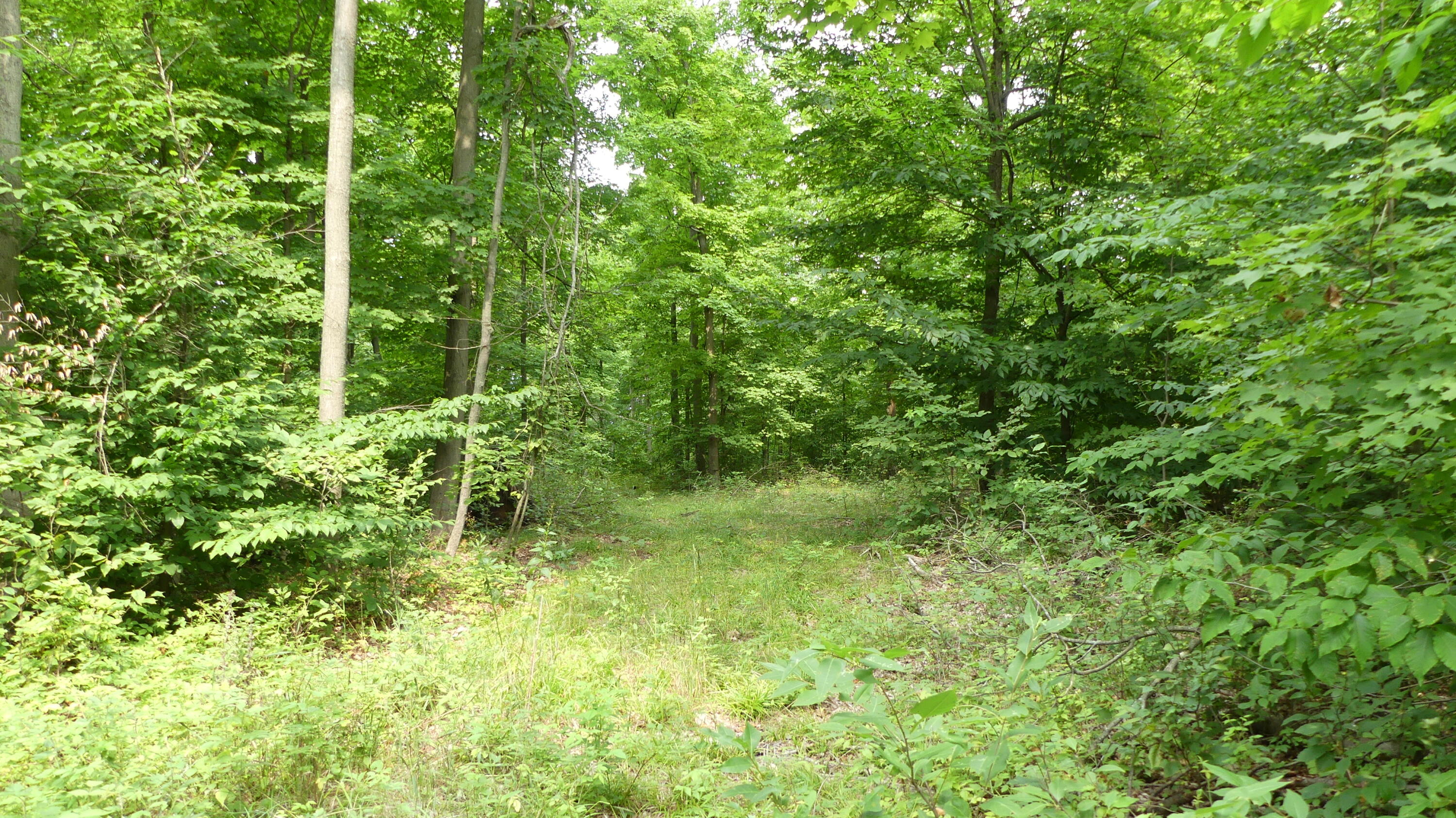 12017 Marilla Road Copemish, MI 49625 - Photo 27 of 43 P1050969