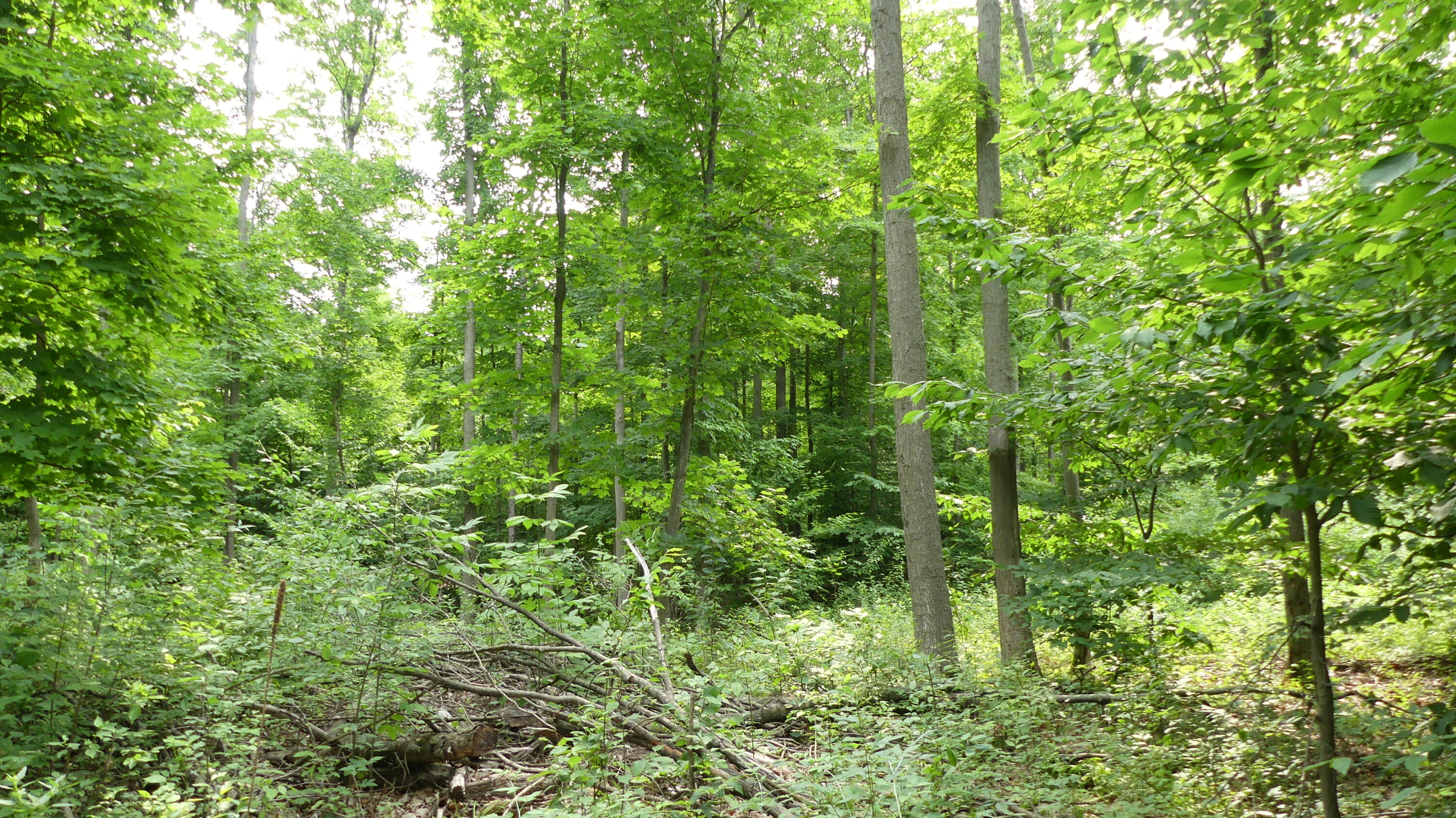 12017 Marilla Road Copemish, MI 49625 - Photo 28 of 43 P1050970