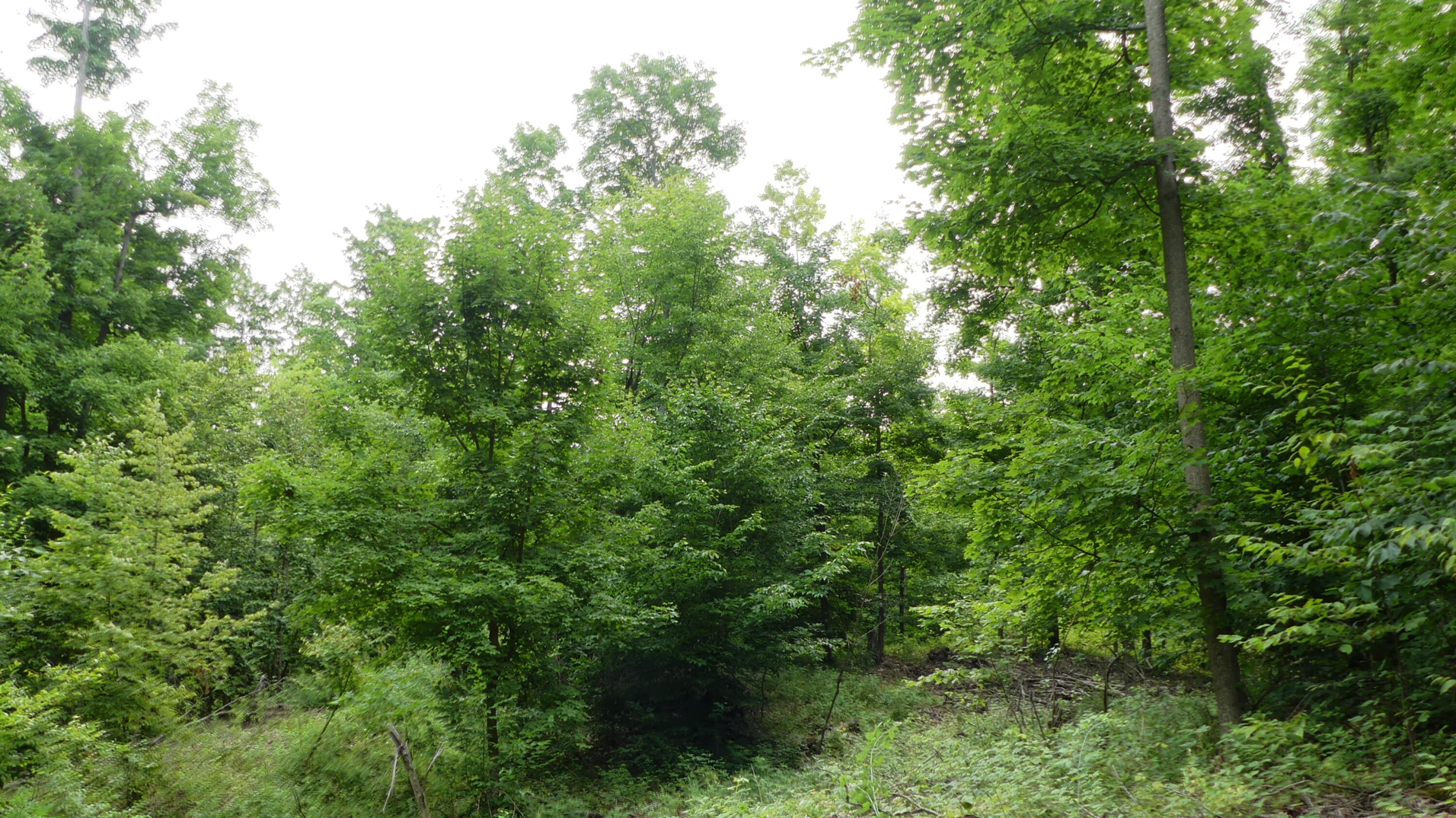 12017 Marilla Road Copemish, MI 49625 - Photo 30 of 43 P1050976