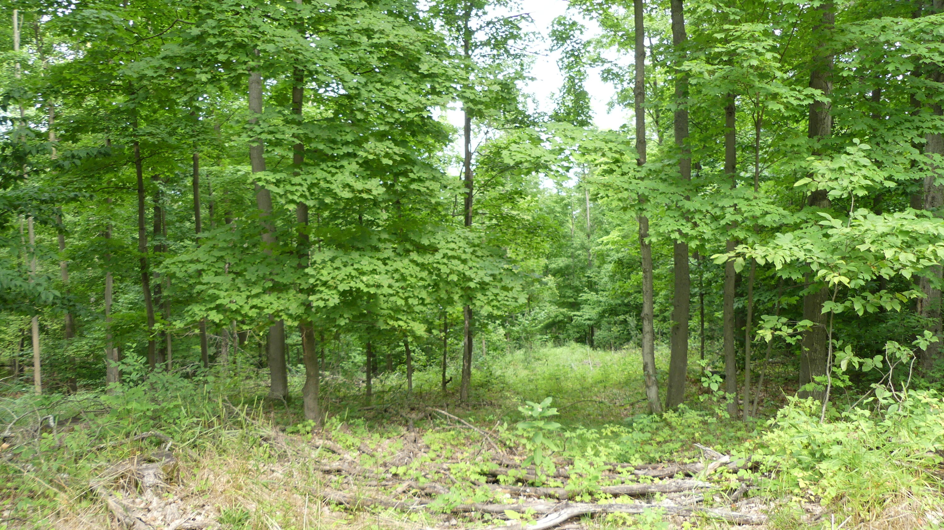 12017 Marilla Road Copemish, MI 49625 - Photo 31 of 43 P1050977