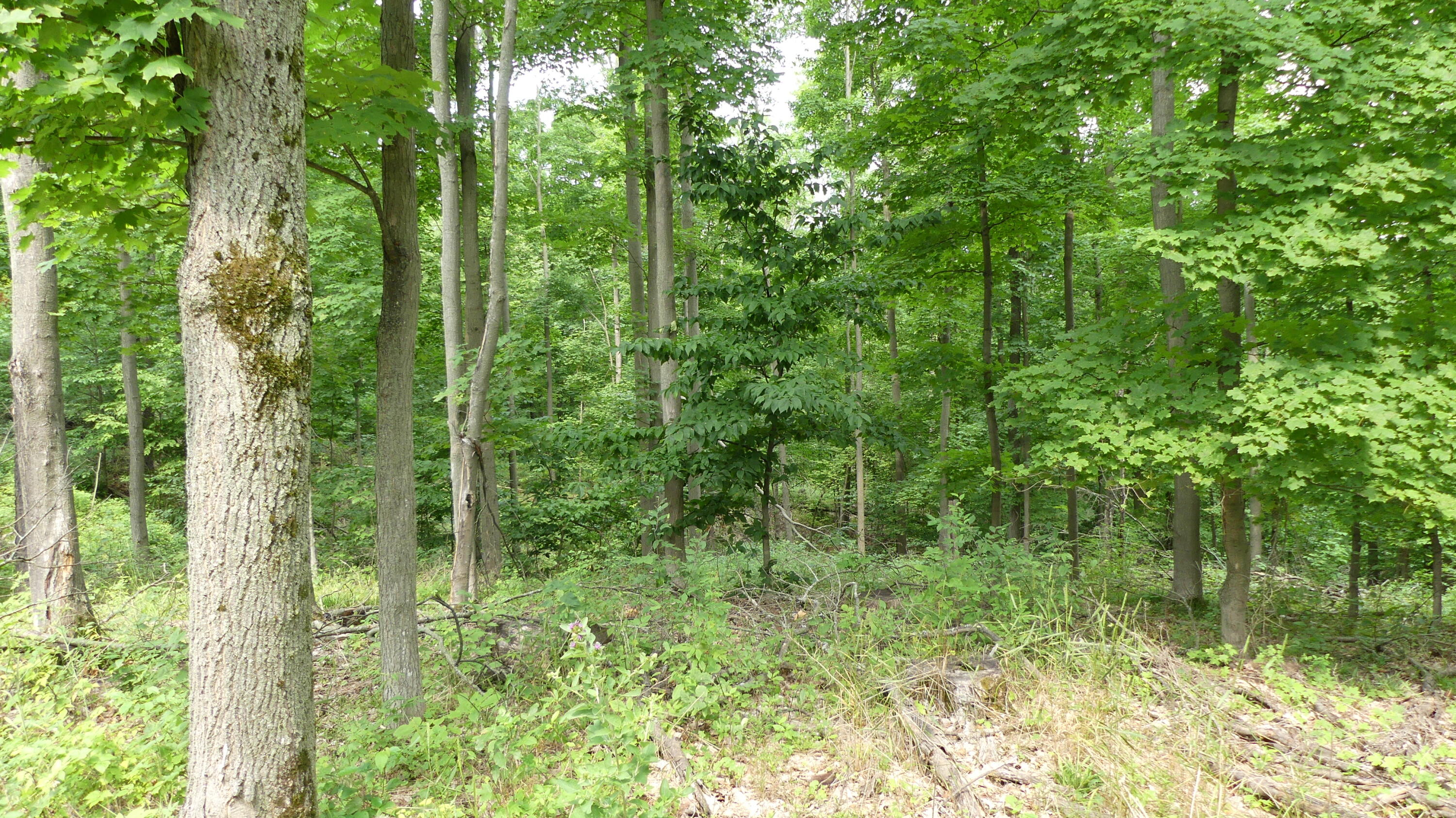 12017 Marilla Road Copemish, MI 49625 - Photo 32 of 43 P1050978