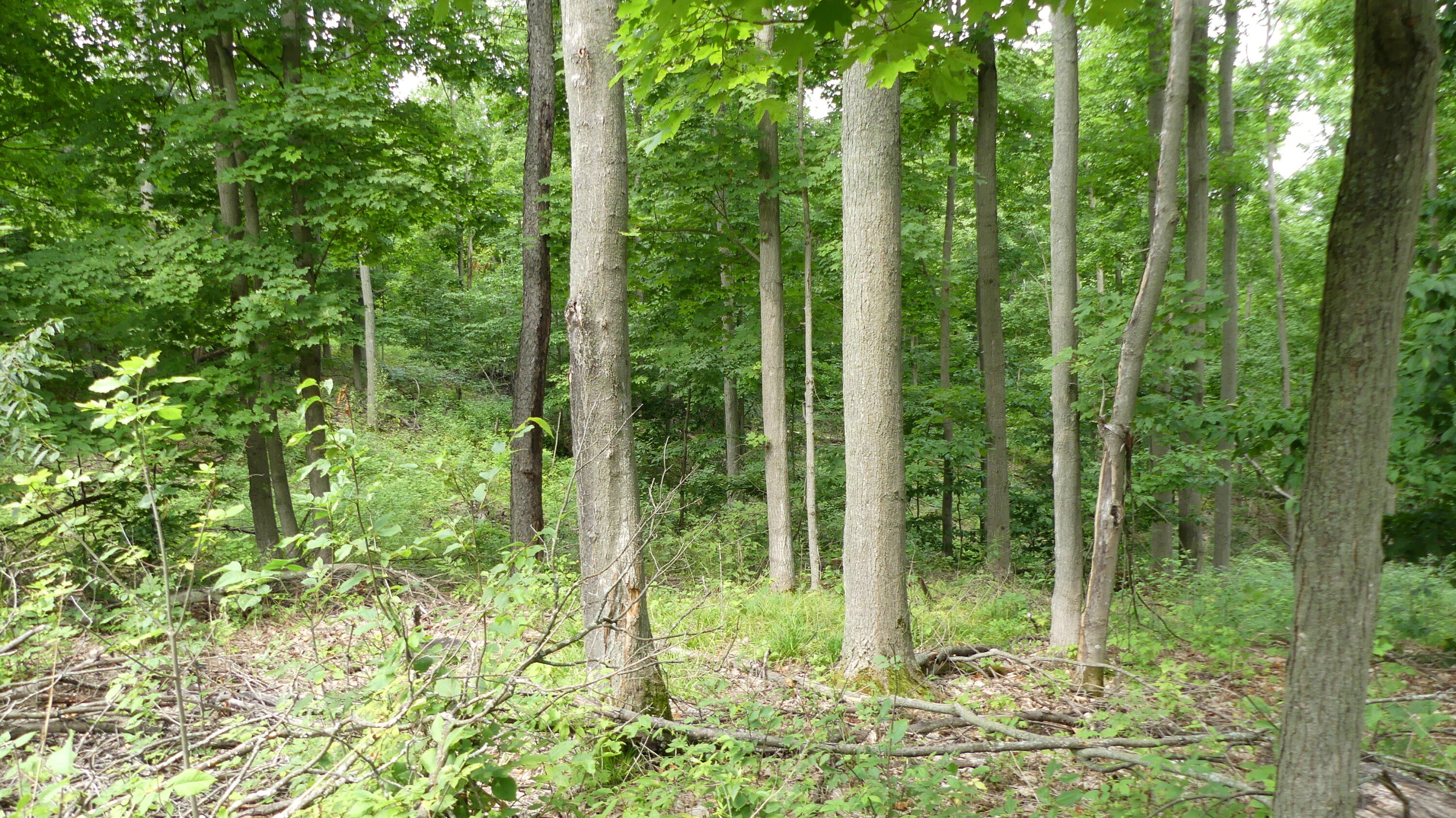 12017 Marilla Road Copemish, MI 49625 - Photo 33 of 43 P1050980