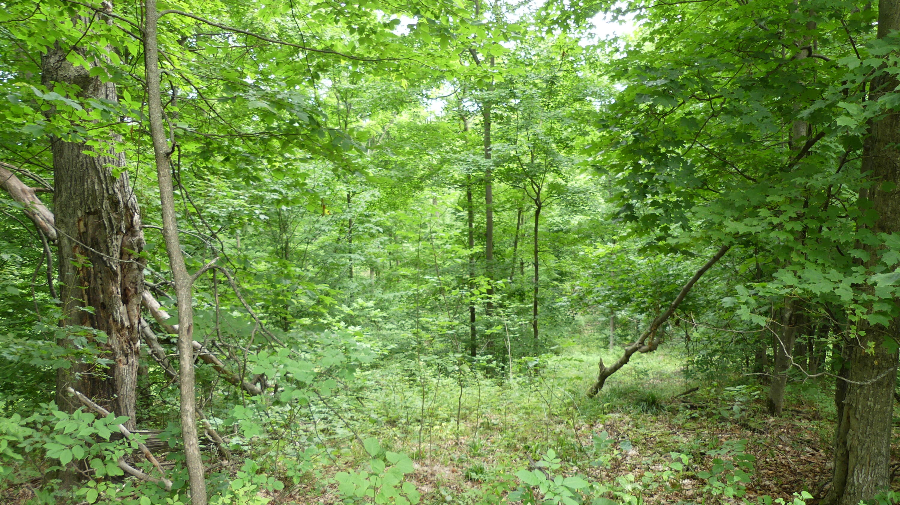 12017 Marilla Road Copemish, MI 49625 - Photo 34 of 43 P1050981