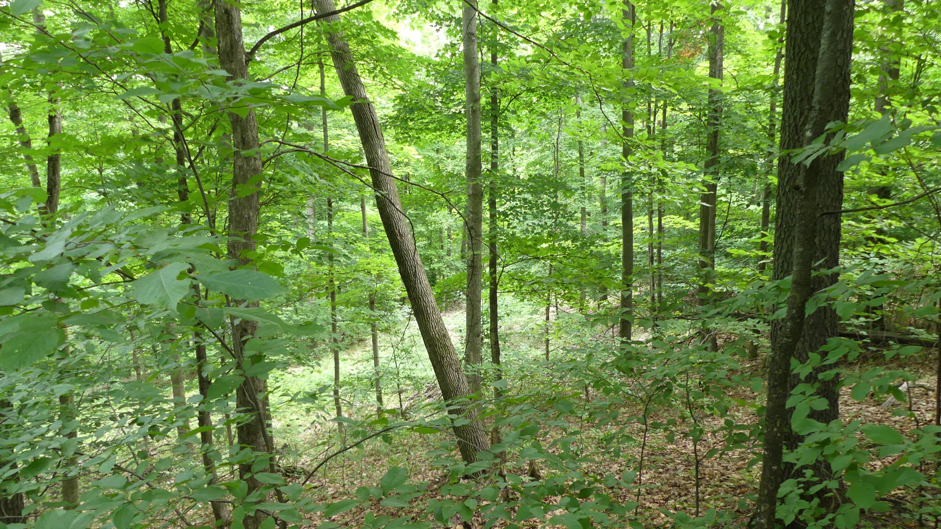 12017 Marilla Road Copemish, MI 49625 - Photo 36 of 43 P1050984