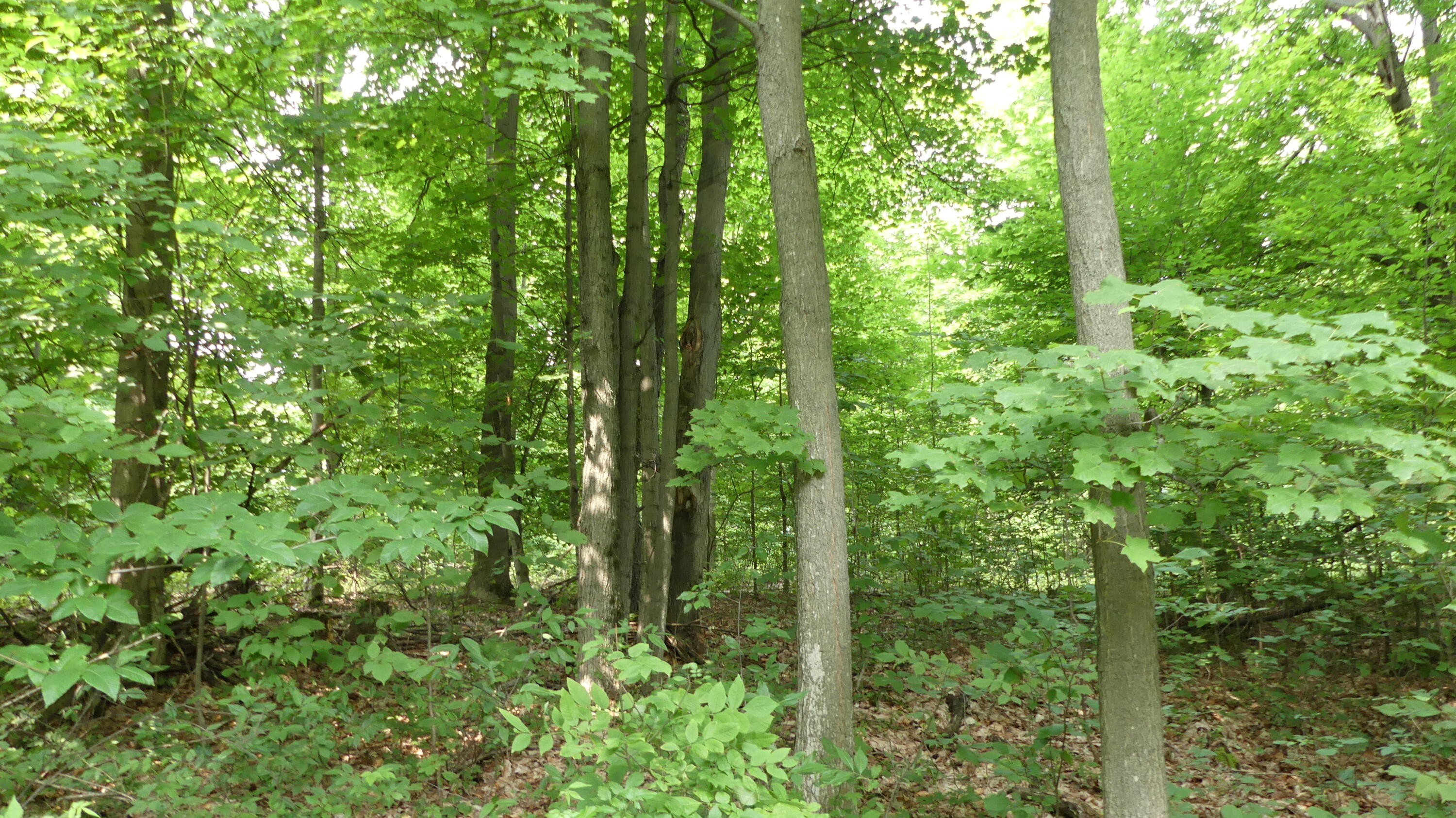 12017 Marilla Road Copemish, MI 49625 - Photo 38 of 43 P1050991