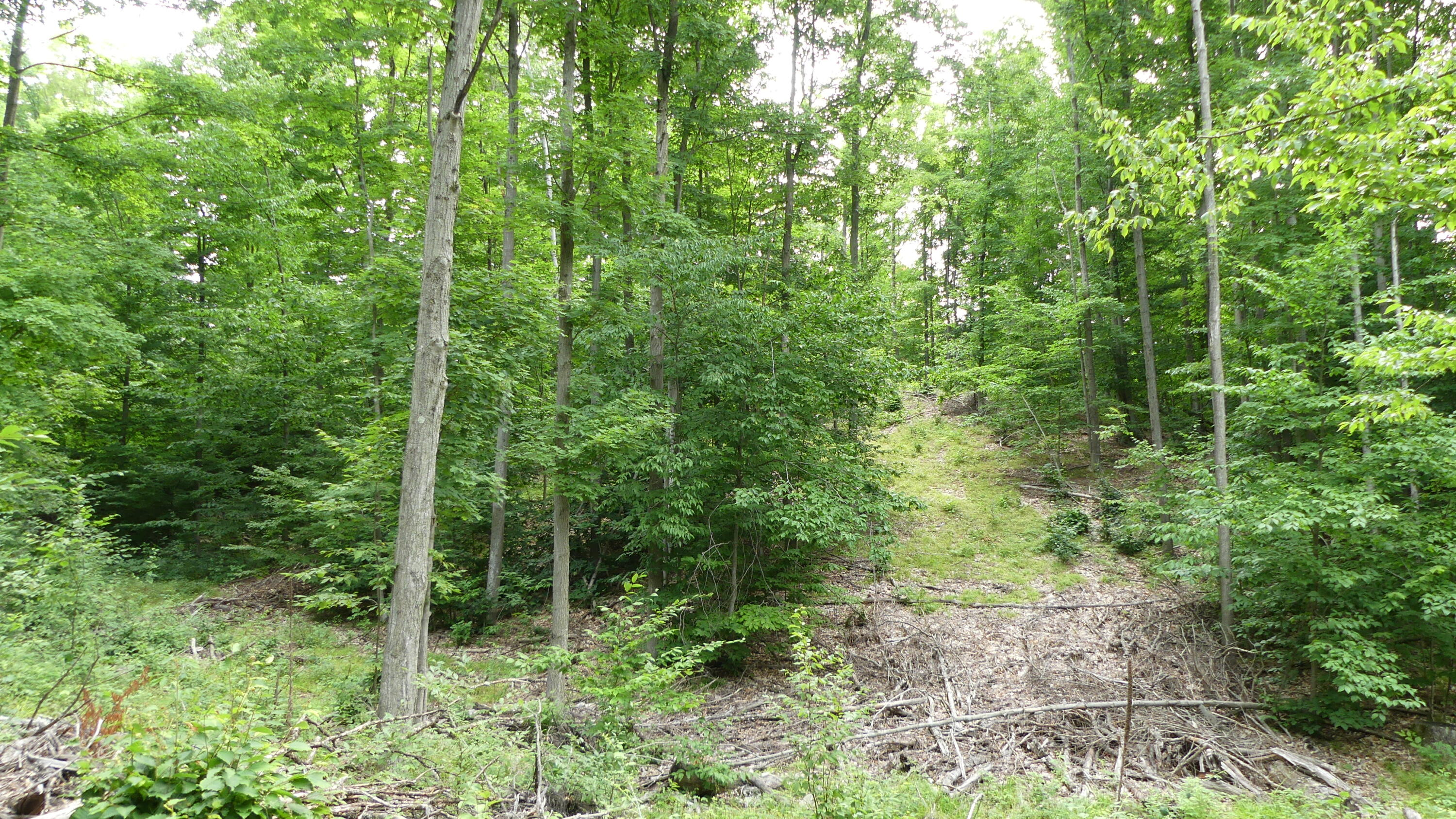 12017 Marilla Road Copemish, MI 49625 - Photo 39 of 43 P1050996