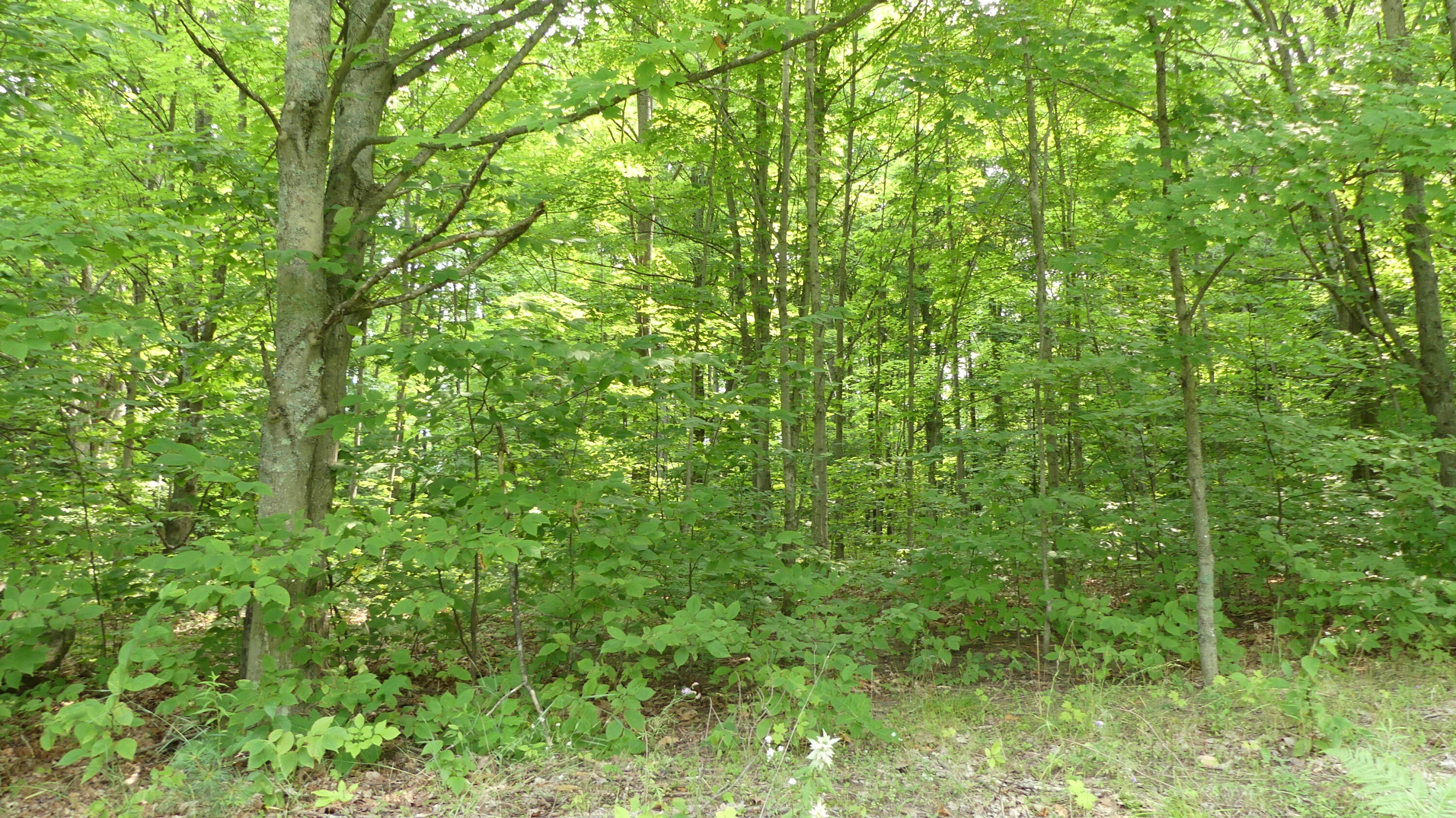 12017 Marilla Road Copemish, MI 49625 - Photo 40 of 43 P1060005