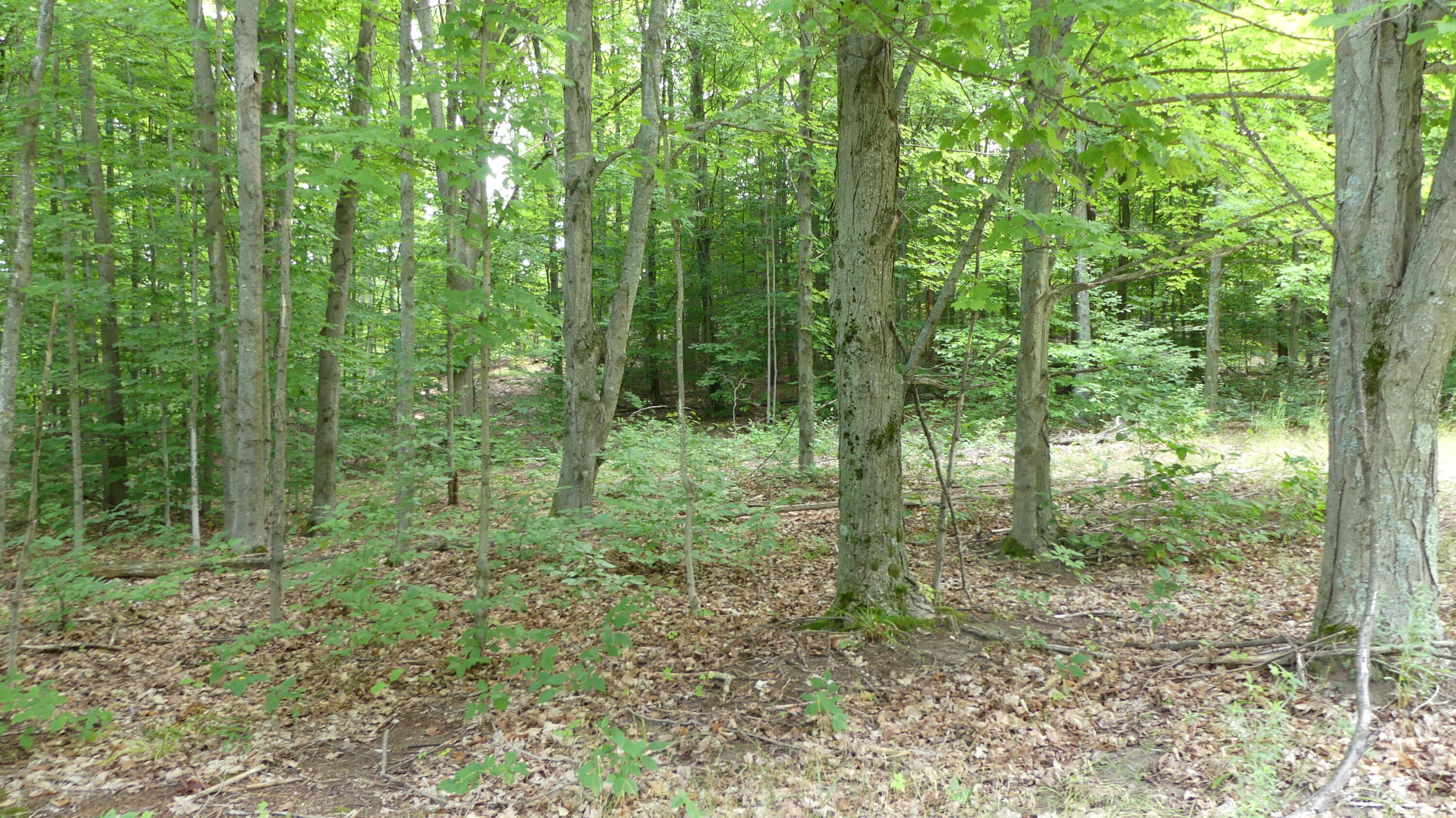 12017 Marilla Road Copemish, MI 49625 - Photo 41 of 43 P1060007