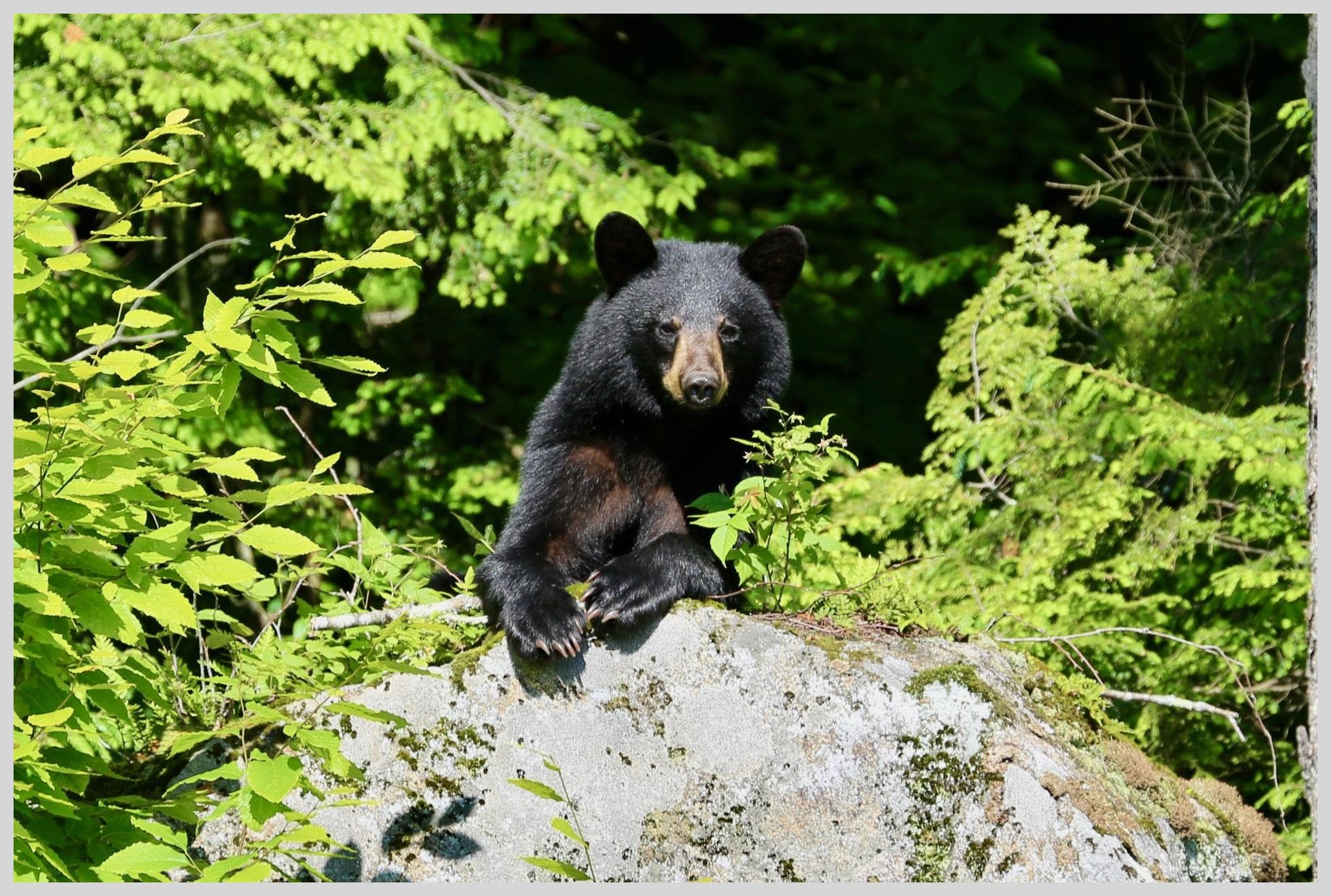 21 Quarry Road Campton, NH 03223 - Photo 41 of 59